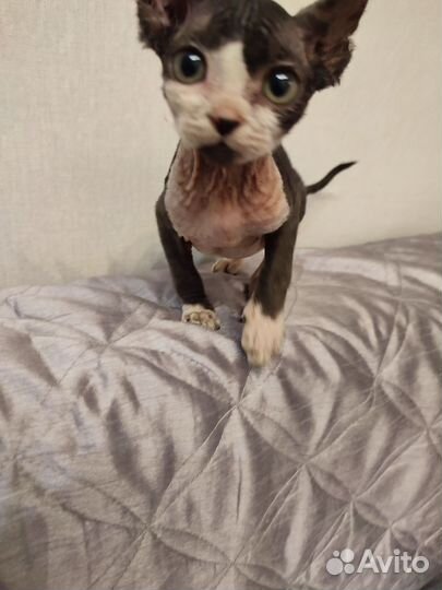 Донской сфинкс котята