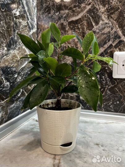 Фикус микрокарпа