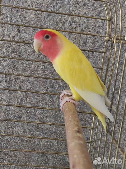 Попугаи неразлучники