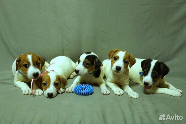 Парсон Рассел терьер