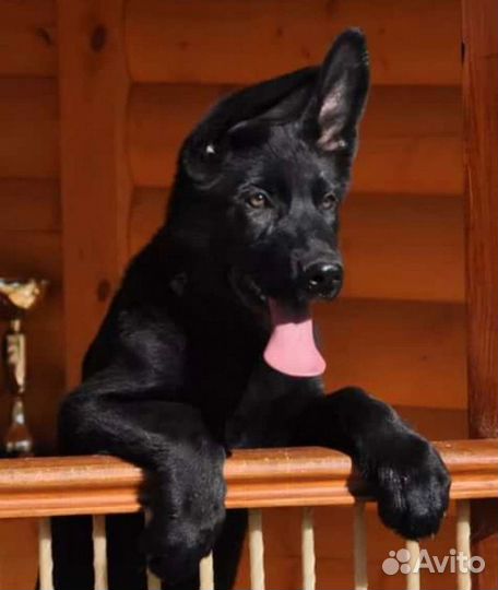 Щенки немецкой овчарки