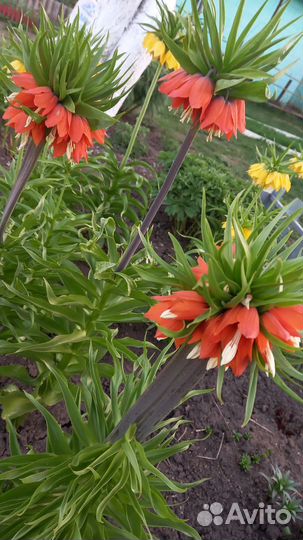 Рябчик императорский