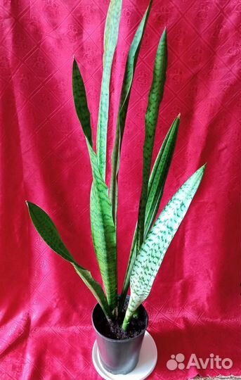 Сансевиерия 
