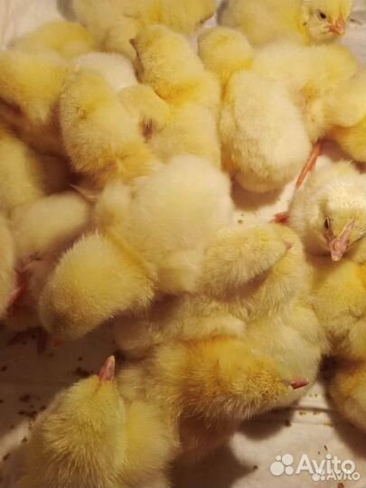Цыплята бройлеры суточные кобб 500