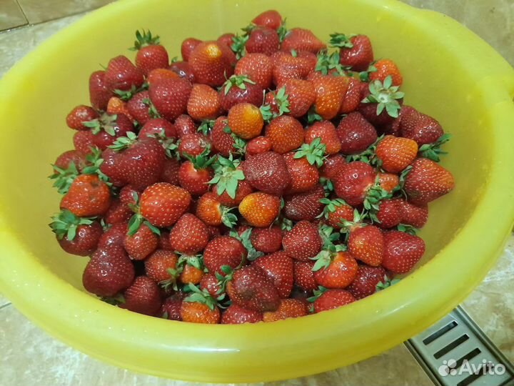 Саженцы клубники