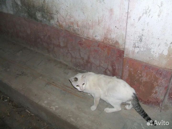 Компактный фотоаппарат Fujifilm