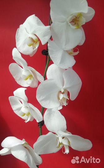 Орхидеи фаленопсис