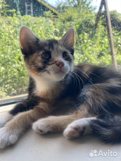 Кошки в добрые руки бесплатно