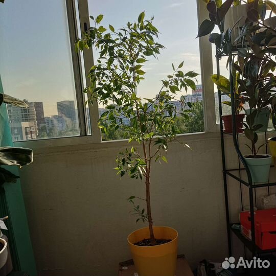 Фикус бенджамина большой