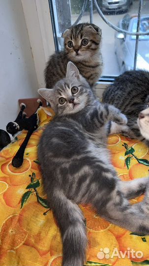 Шотландские котята