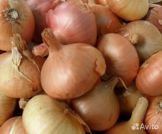 Лук семейный Печорский монастырский