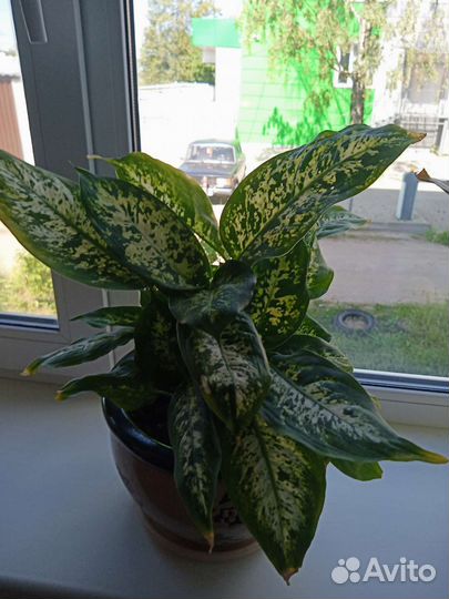 Диффенбахия компакта кустовая