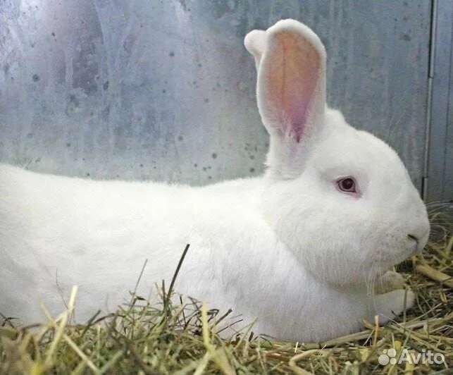 Кролик Белый паннон