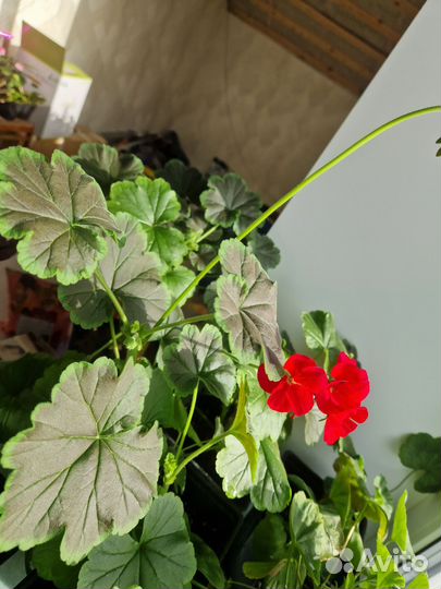 Пеларгония герань