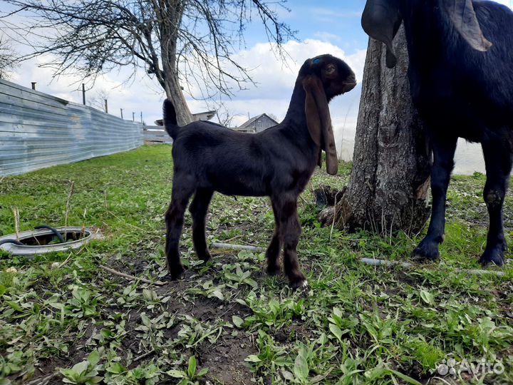 Козлята камори-нубийские