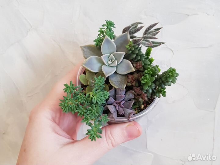 Кактусы и суккуленты. Минисадики