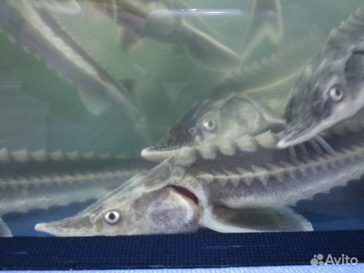 Рыба растения для прудов, и аквариумов