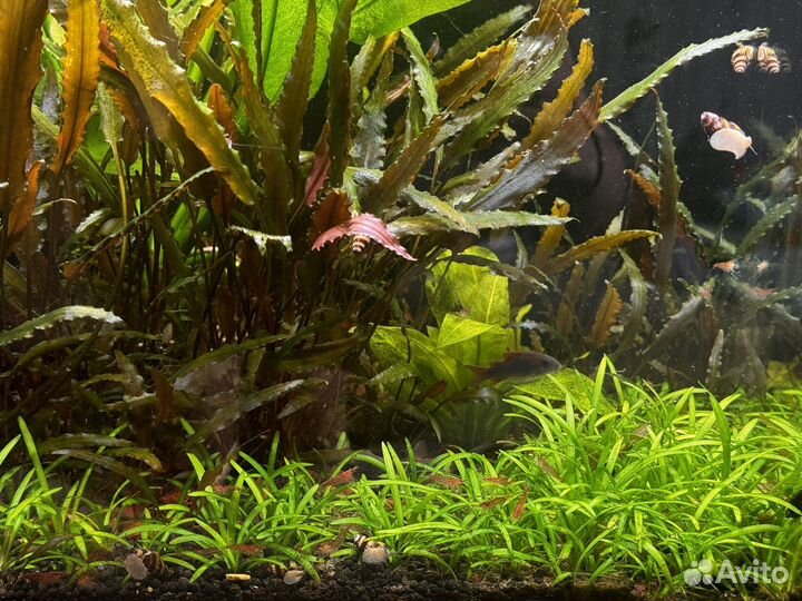 Аквариум с тумбой juwel 125 литров