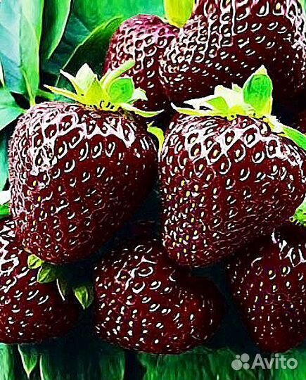 Продам усы клубники 