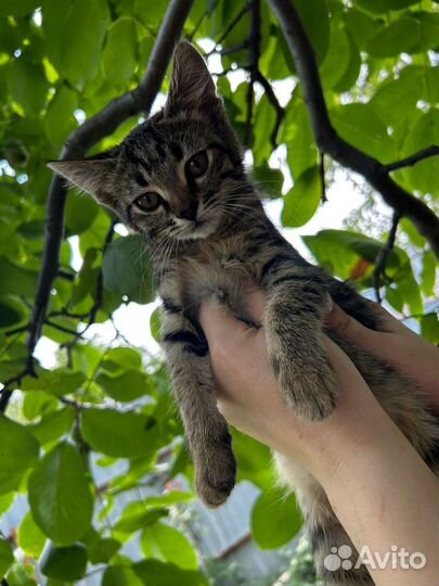 Котята