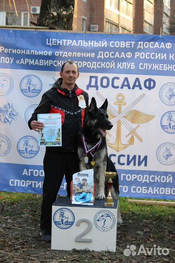 Дрессировка собак