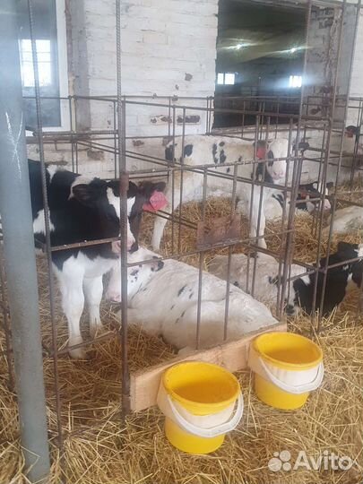 Телята бычки