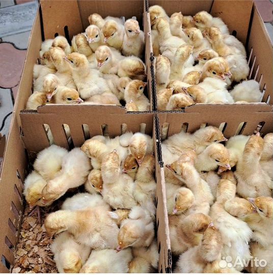 Виктория широкогрудая