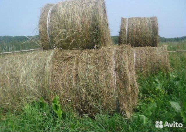 Продам сено