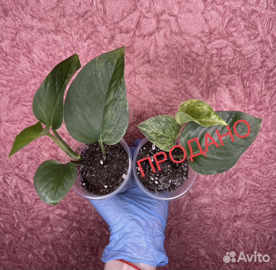 Epipremnum/Scindapsus «Marble Queen» (Сциндапсус)