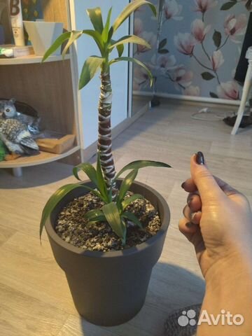 Пальма юкка