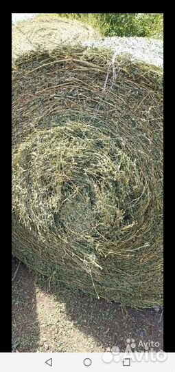 Сено Люцерна и луговое с доставкой по области