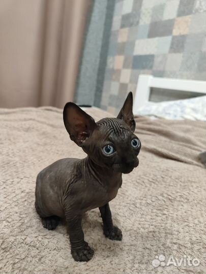 Канадский сфинкс