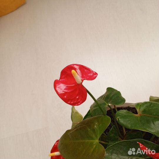 Комнатные цветы антуриум