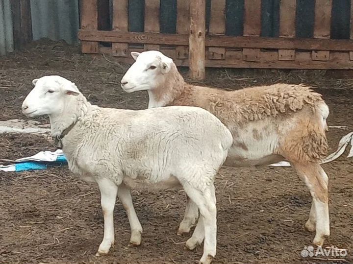 Катумские баранчики