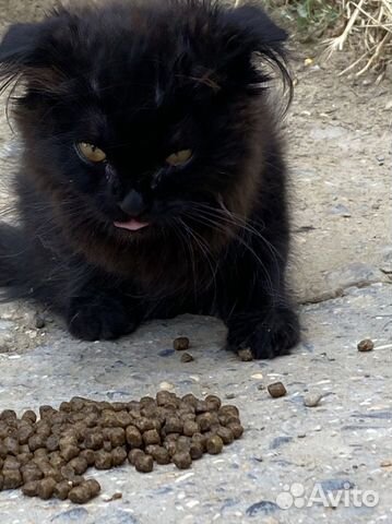 Черный котенок вислоухий объявление продам