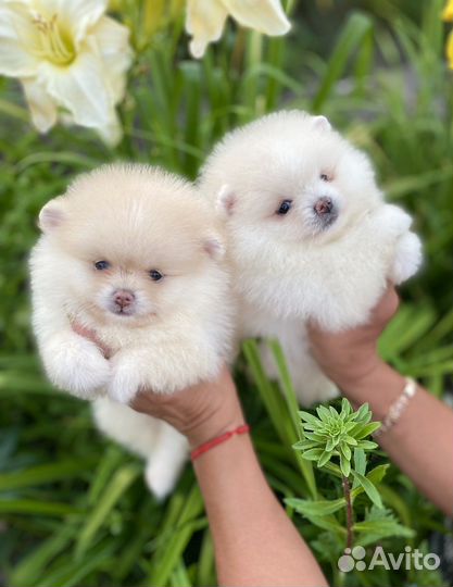 Померашки-очаровашки