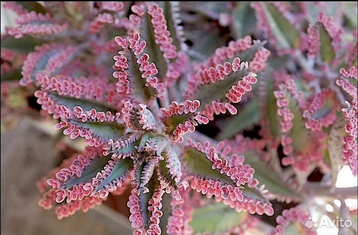 Каланхоэ розовые бабочки. Комнатные цветы