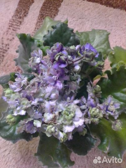 Сортовые фиалки