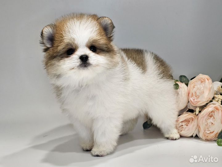 Шпицедетки