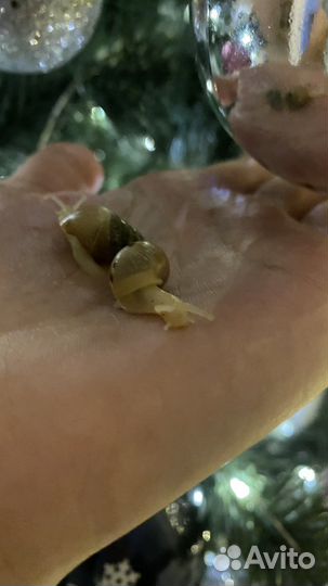 Улитки ахатины самые красивые