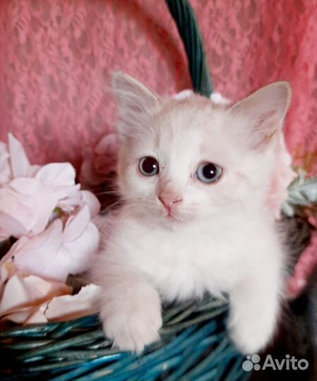 Кошечка породы Золотая шиншила