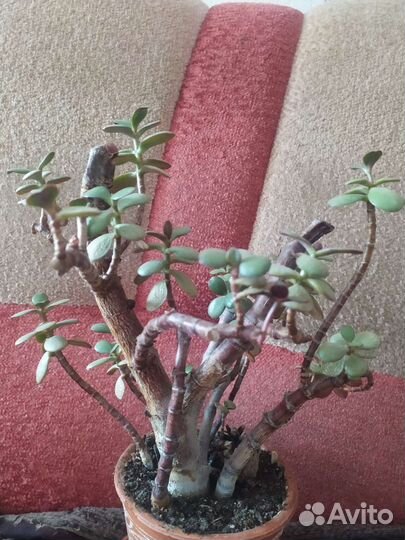 Алоэ и толстянка