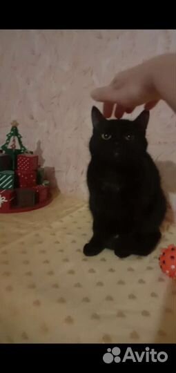 Кошечка в добрые руки