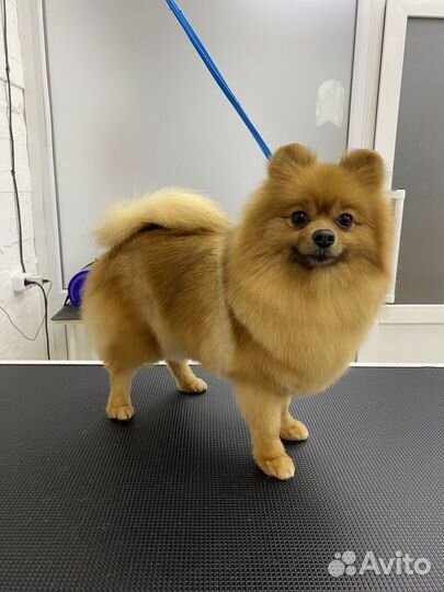 Нужны модели на бесплатную стрижку йорк, шпиц