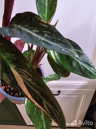 Строманта magic star