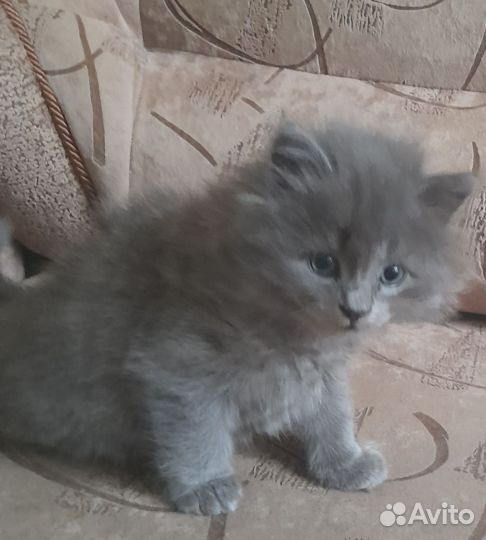 Отдам котенка в добрые руки