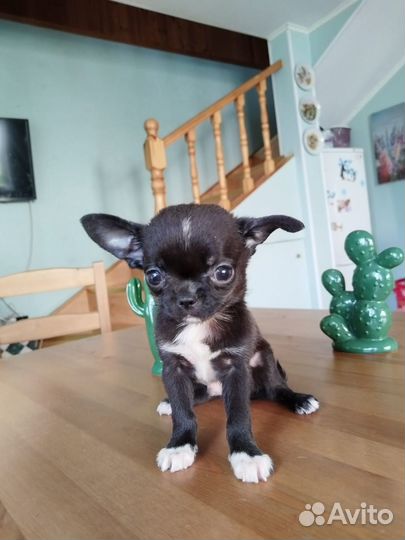 Чихуахуа девочка и мальчик