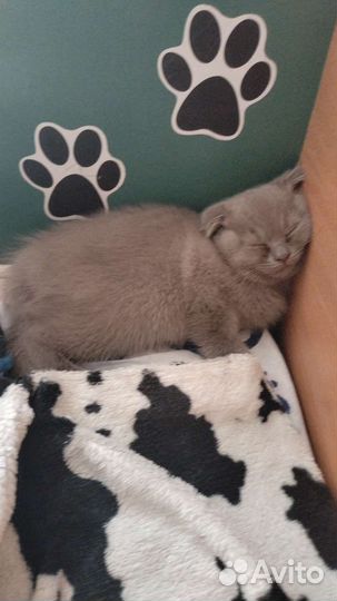 Британский вислоухий кот