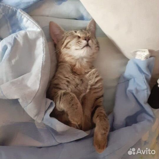 Ищем кота на вязку