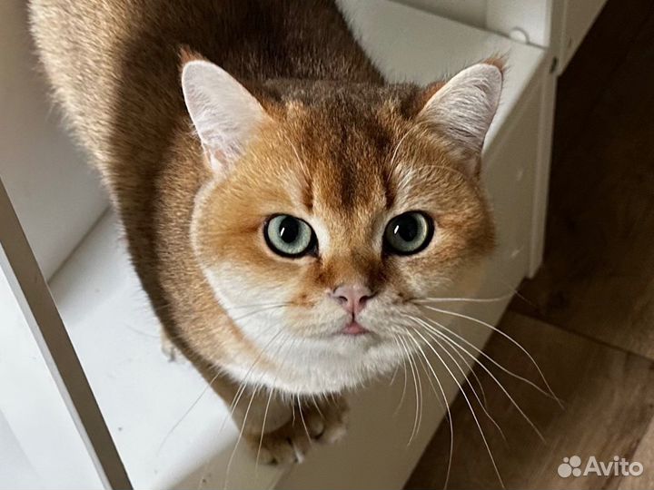 Британская золотая шиншилла вязка кот